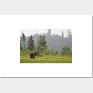 Grassy marsh moose - Algonquin Park, Canada Posters and Art